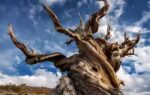 the oldest living tree on earth has survived longer than the pyramids