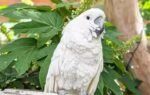 the story of survival of virginia cockatoo