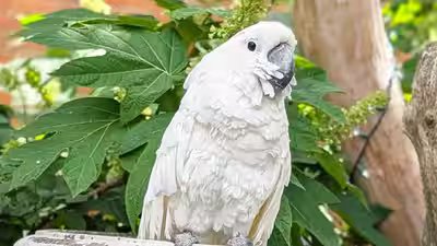the story of survival of virginia cockatoo