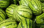 the sweetest watermelon is often the ugliest 7 signs to look for before buying