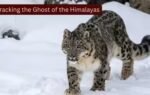 tracking the ghost of the himalayas
