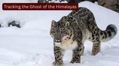 tracking the ghost of the himalayas