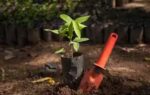 tree plantation