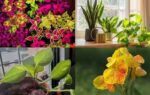 want a lush garden this monsoon