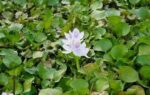 water hyacinth