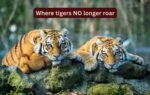 where tigers no longer roar