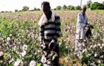 why cotton is india39s quotwhite goldquot