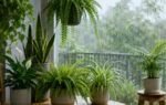 10 best indoor plants that naturally reduce excess humidity during monsoon