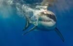 132858670