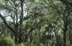 2300 acre napa ranch bought for 24m after 17 year vineyard battle