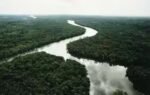 an aerial view of a rain forest