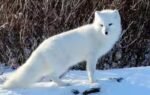 arctic fox
