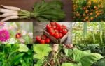 august gardening guide