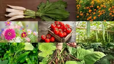august gardening guide