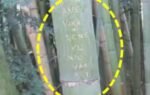 bamboo damged by grafitti