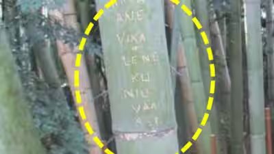 bamboo damged by grafitti