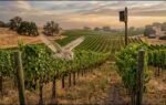 barn owls help vineyards control rodents naturally representational image