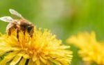 bees