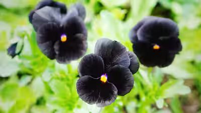 black hollyhock to black baccara 5 black flowers that you may have never heard of