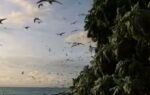 bridled terns fly over helen island palau