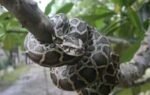 burmese pythons are an invasive species in florida
