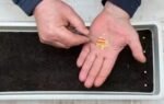 buy the right seeds for your balcony garden