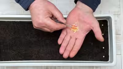 buy the right seeds for your balcony garden