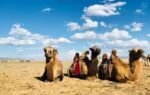 camels in gobi desert