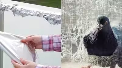 can aluminium foil keep pigeons away