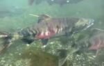chum salmon