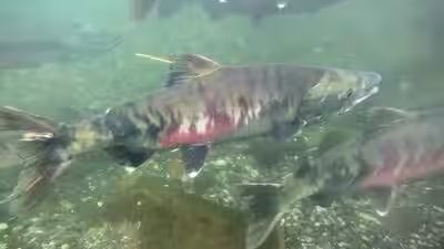 chum salmon