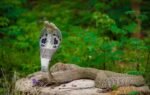 cobra snake representative image