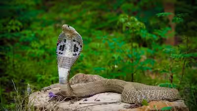 cobra snake representative image