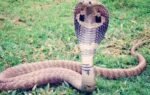 common mistakes that can attract snakes to your yard and garden