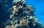 corals