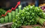 coriander