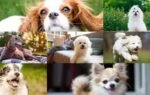 dog breeds that make great companions for seniors