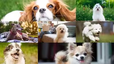 dog breeds that make great companions for seniors