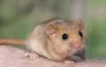 dormouse