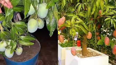 dwarf mango plant