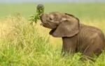 elephants