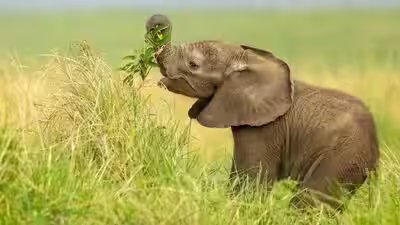 elephants