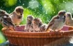 garden birdbath