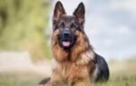 german shepherd in india
