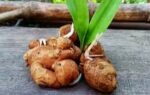 grow your own fresh ginger at home