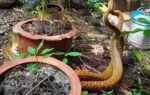 hidden things in indian homes that attract snakes