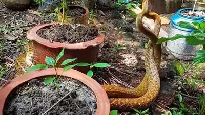 hidden things in indian homes that attract snakes