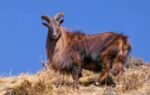 himalayan tahr