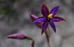 how cloning one seed of the queen of sheba orchid changed its fate