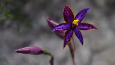 how cloning one seed of the queen of sheba orchid changed its fate